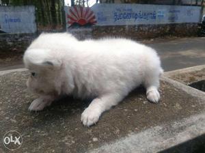 Pomerian puppy we had four for sale