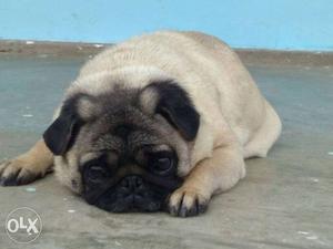 Pug Female 15 months old.. pregnant for sale..