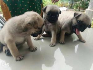 Pug for sale one month old