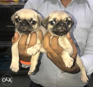 Pug male puppies available