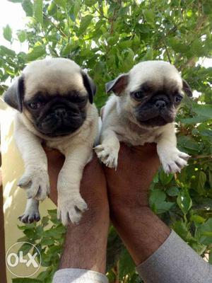 Pug male puppies available all breeds puppies