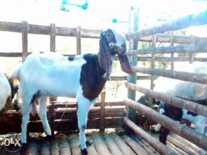 Pure Jamunapari female goat