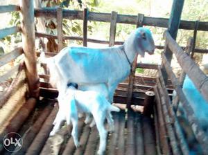 Pure Malabari Goat and 3kids (1month,1male and