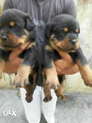 Pure breed gurantee:active and healthy rottweiler puppies