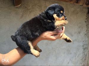 Pure breed rottweiler puppies fo sale