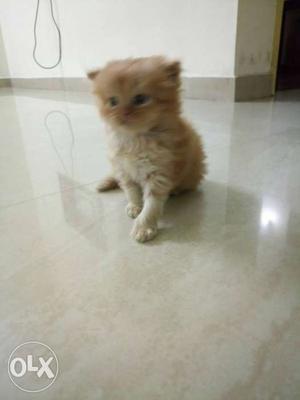 Pure persian cat for sale