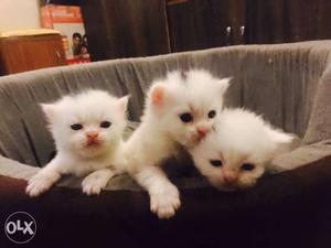 Pure white Persian kitten 25 days.