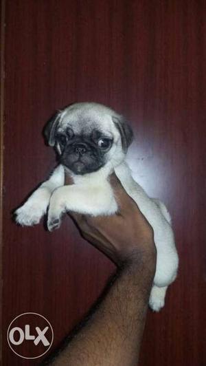 Quality pug female pups available in rajahmundry
