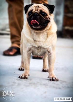 Quality pug male for mating purpose NOT FOR SALE 