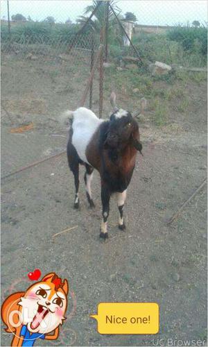 Rajasthani Kota goat breed male