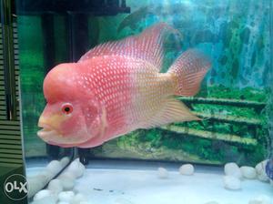 Red And Beige Flowerhorn Fish