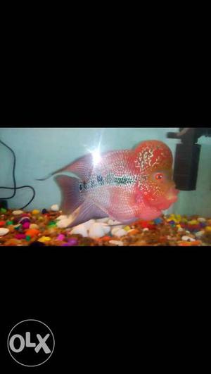 Red And Pink Flowerhorn