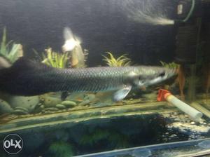 Red arapaima with nyc spots.world's largest freshwater