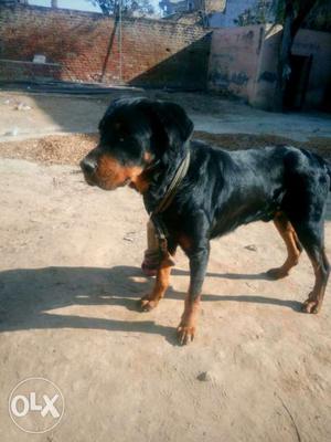 Rodwiller dog at very cheap price.. 2 year old