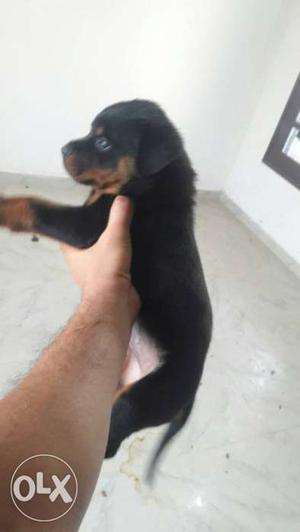 Rott female pup age 45 days sale or exchange lab