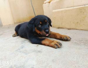 Rottweiler 45 Days Puppy available