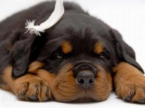 Rottweiler D>O>HS normal PLn male and female puppies B
