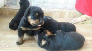 Rottweiler Female available at reasonable price