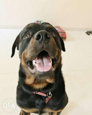 Rottweiler Male available for mating 18 months old