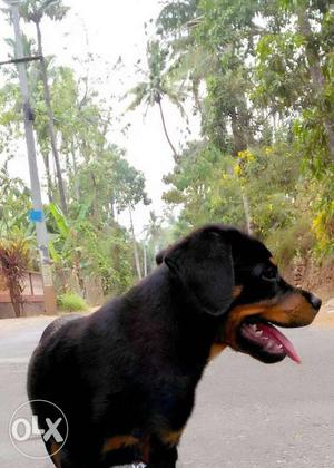 Rottweiler puppy 4Month with kci registration