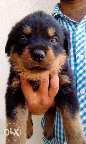 Rottweiler puppy available