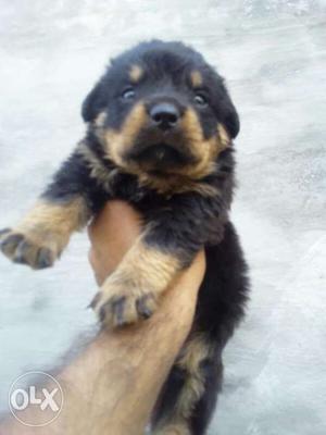 Rottweiler puppy available male and female both.