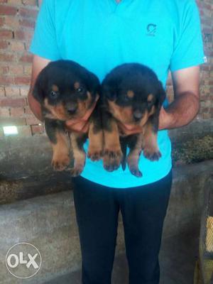 Rottweillar super quality puppies availaible.