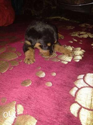 Rottwiler female Puppy very cute active nd healthy