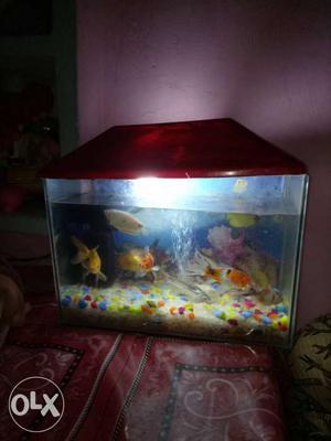 School Of Fish In Fish Tank