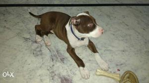 Sell pitbull female of two months