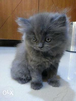 Semi punch faced persian kittens for 