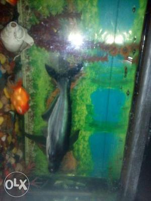 Shark Fish for sale