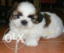 Shih tzu cute and very friendly puppy sell goog price Shine