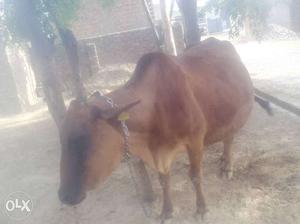 Shiwal cow