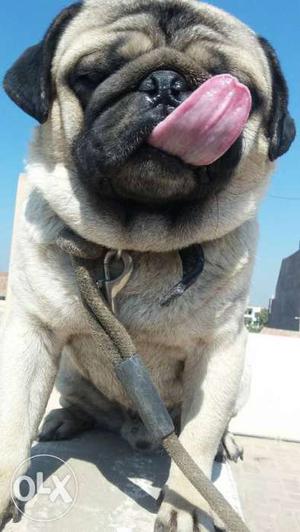 Short Coat Fawn Pug {Male} 1.5 years old