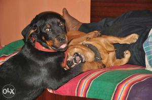 Show Quality Rottweiler Male Puppy for sale he is