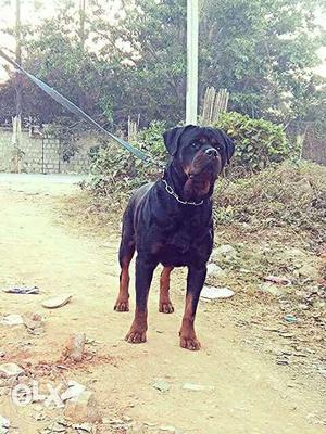 Show Quality Rottweiler Puppies for Sales in Chennai