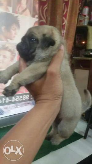 Show quality full under nose male pup for new