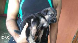 Show quality home breed Gsd puppy available