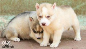 Siberian Husky PUPPYS From Excellent Line Available