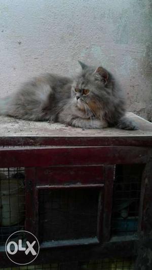Silver Persian Cat