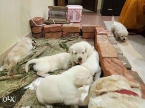 Six Short-coated White Puppies