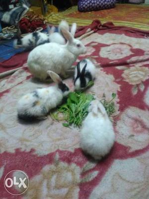Six medium sized rabbits and one rabbit mother