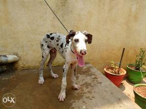 Six months old baby great dane dog for sale