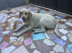 Sonu is a Pure Labrador breed with 10 months