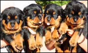 SuperFine Quality, TopMost Pedigreed Rottweiler Pups At