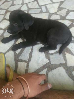 THIS labradoor puppy and black colour i nera in