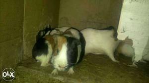 Three Black-white-and-brown Guinea Pigs