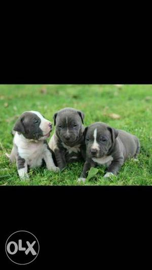 Three Gray And White Short Coat Puppies pitbull