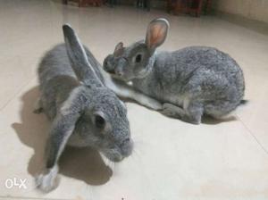 Three Gray Rabbits